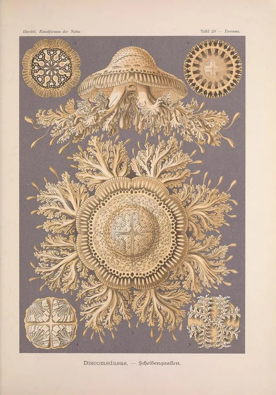Haeckel discovered a species of rhizostome jellyfish in Bellagemma, Ceylon, in December 1881. Its form so impressed him that he used it as a model for ceiling decorations in his Villa Medusa home in Jena.