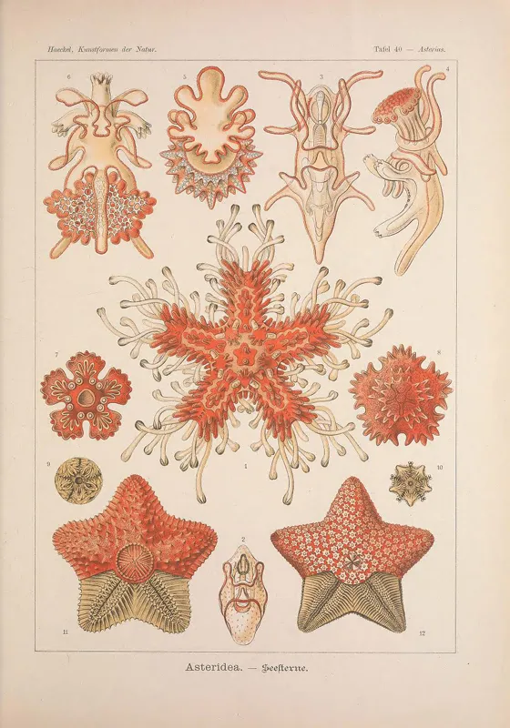 Starfish—marine invertebrates of the phylum Echinodermata—are famous for their ability to shed limbs as a means of defense and then regenerate the sacrificed part.