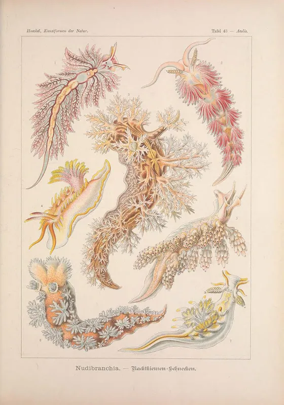 Illustration of colorful nudibranchs from Ernst Haeckel.