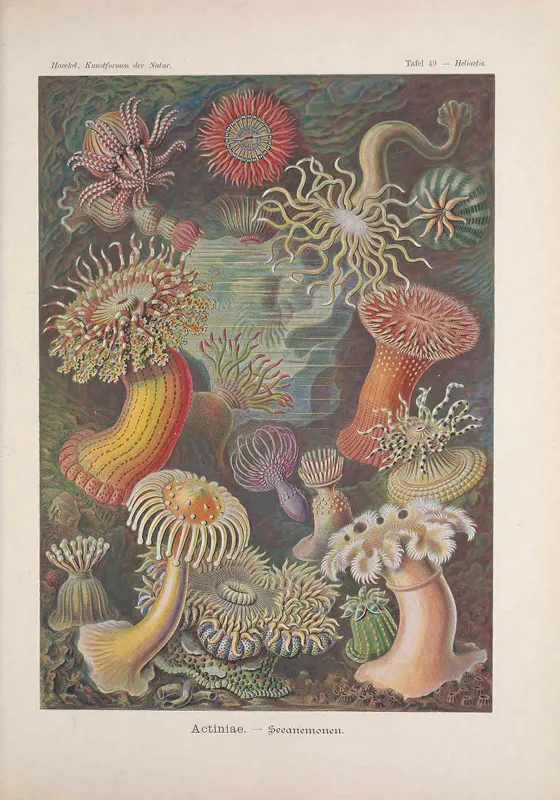 Sea anemone illustrations from Ernst Haeckel. 