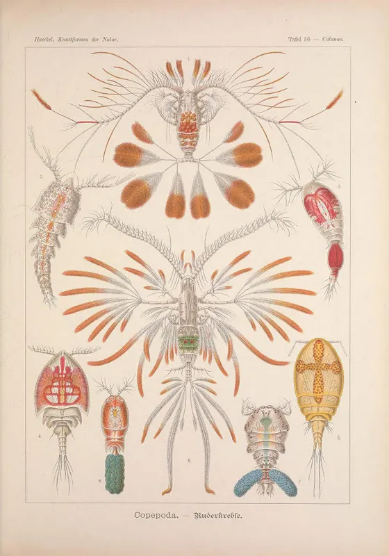 Illustration of copepods from Ernst Haeckel.