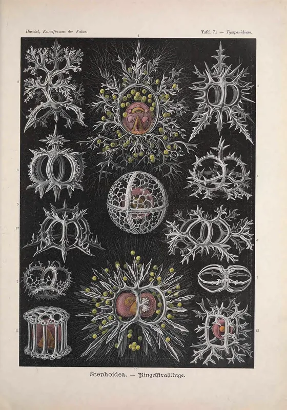 Illustrations of radiolarians from Ernst Haeckel.