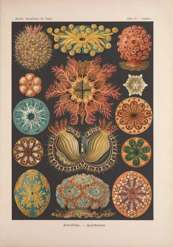 Sea squire illustrations from Ernst Haeckel.
