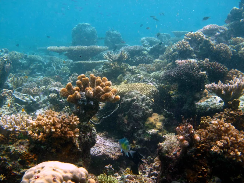 A healthy and vibrant coral reef in Papua New Guinea.