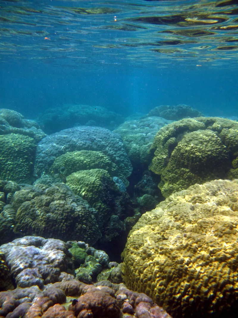 But closer to the CO2 seeps, the complex reef has been replaced by a “monoculture” of boulder corals.