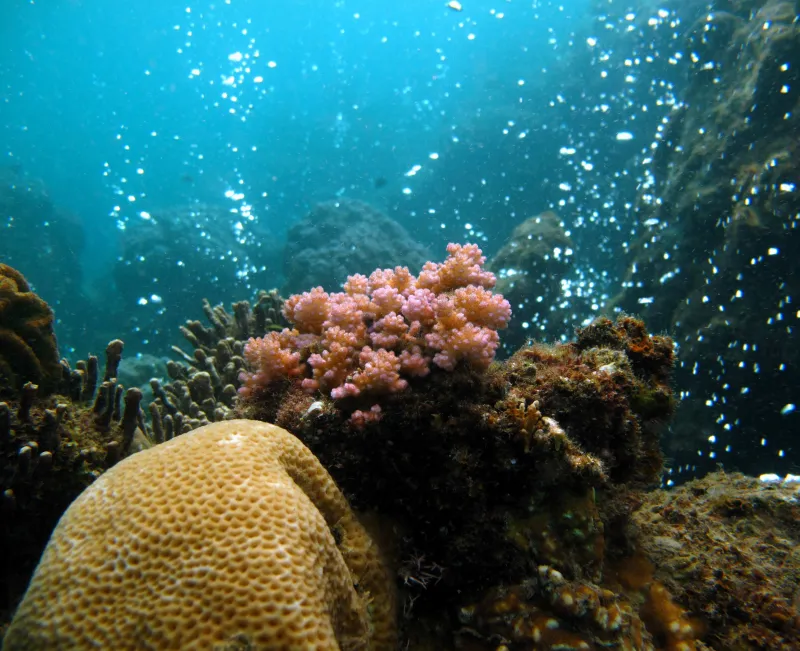 Branching coral in naturally acidic water.