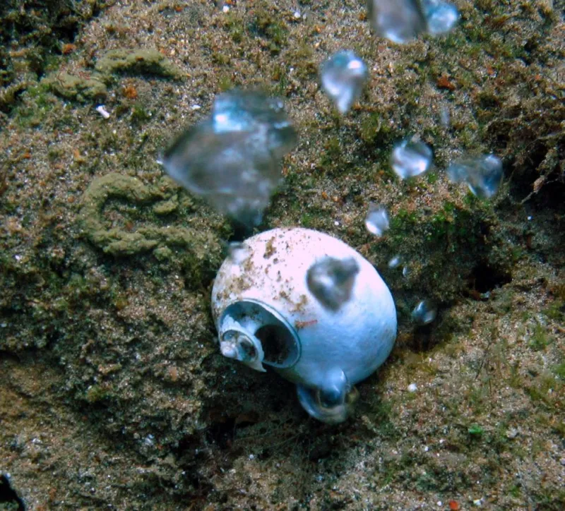 The acidic waters from the CO2 seeps can dissolve shells and also make it harder for shells to grow in the first place.