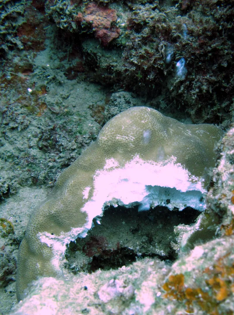 Acidic waters are also able to completely dissolve coral skeletons.
