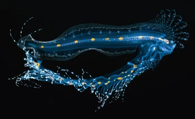 a blue larval cusk eel with a protruding gut