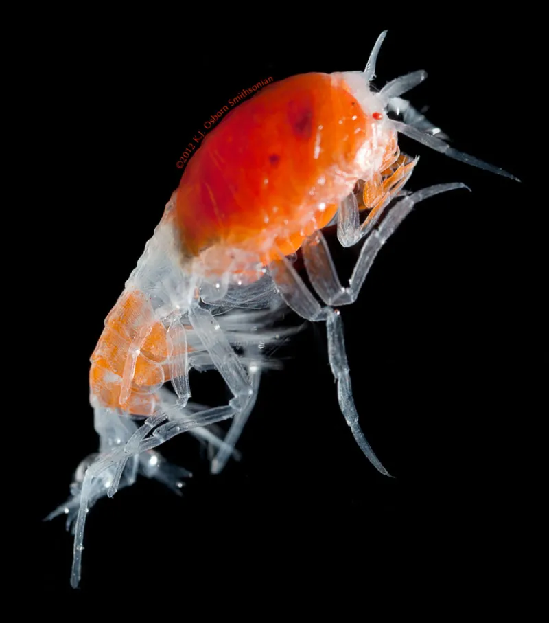 Small red hyperiid.