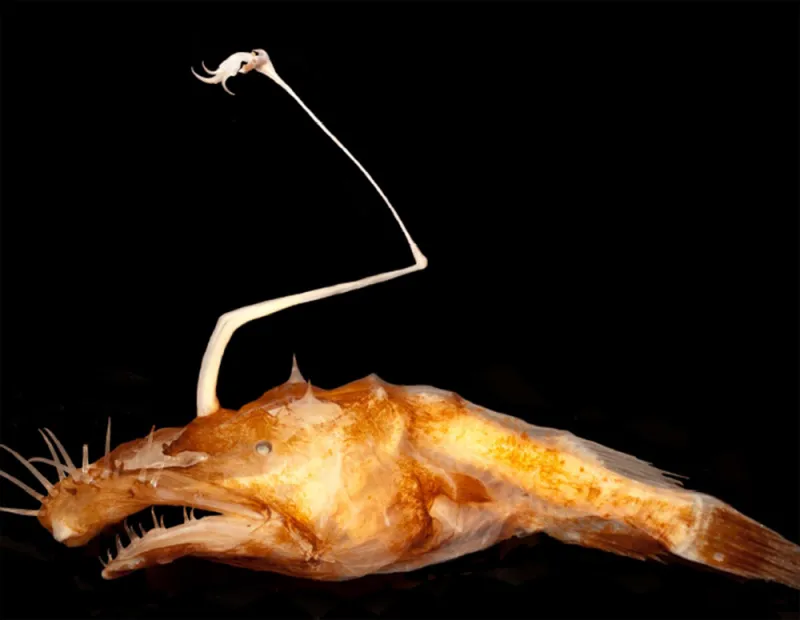 Deep Sea Dreamers A deep sea anglerfish called a dreamer