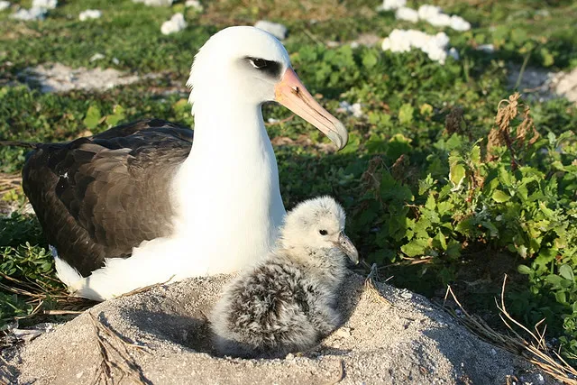 Laysan albatross with a chick in a volcano looking nest on the ground made of earth.