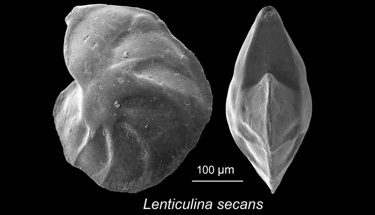 Lenticulina secans-- this “benthic” foram lives on the seafloor. This specimen was collected from southeastern Tanzania.