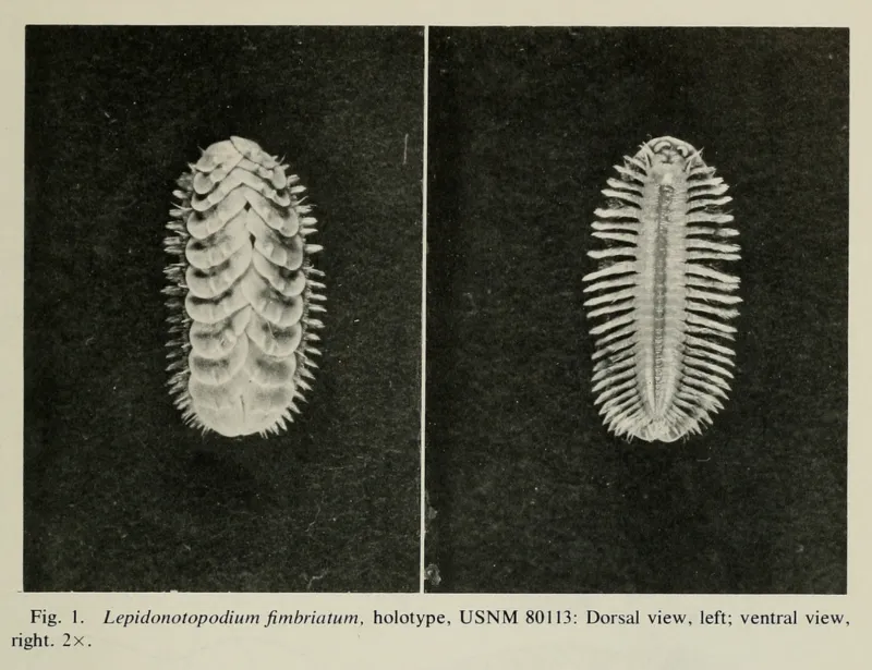 two polychaete worms side by side