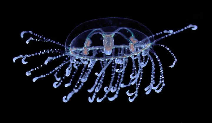 a neon purple jellyfish