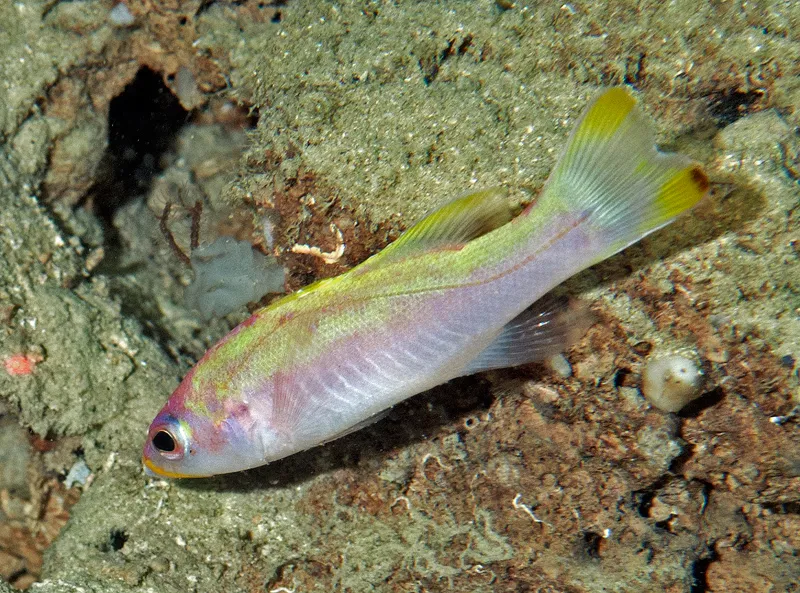 A golden bass with sand in the background. 