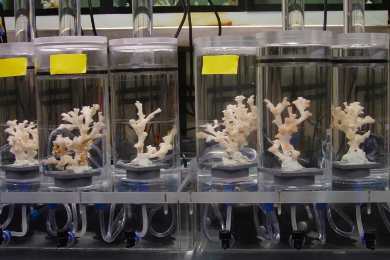 Researchers can study ocean acidification in the lab by rearing organisms (here, Lophelia deep-sea corals) in seawater with variable pH and measuring if they grow, eat, breathe, reproduce, or develop differently.
