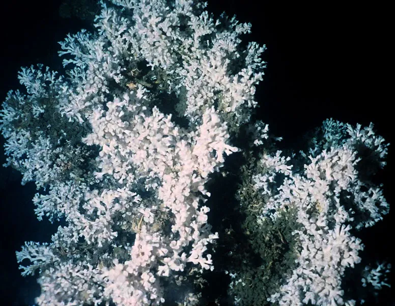 This colony of Lophelia pertusa was photographed from the Mingulay Reef Complex off Scotland in 2005.