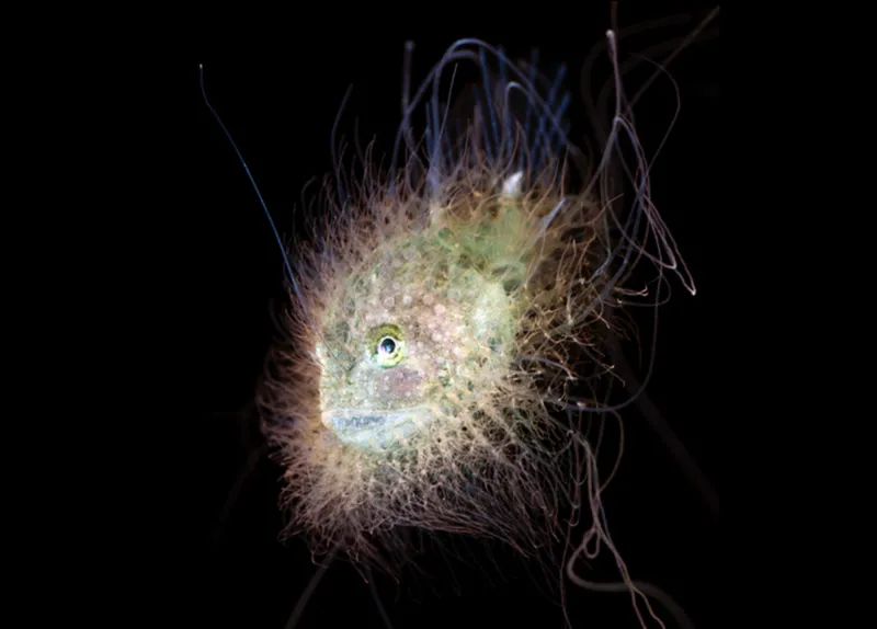 a furry looking fish in blackwater