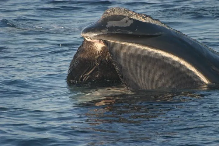 The fringed baleen plates are easy to observe as this North Atlantic right whale skims the water’s surface while it feeds.