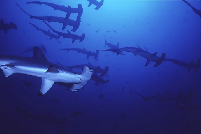 The Malpelo Fauna and Flora Sanctuary site in Colombia was inscribed on the World Heritage List in 2006. The marine park surrounding Malpelo Island is the largest no-fishing zone in the Eastern Tropical Pacific, providing critical refuge for threatened and