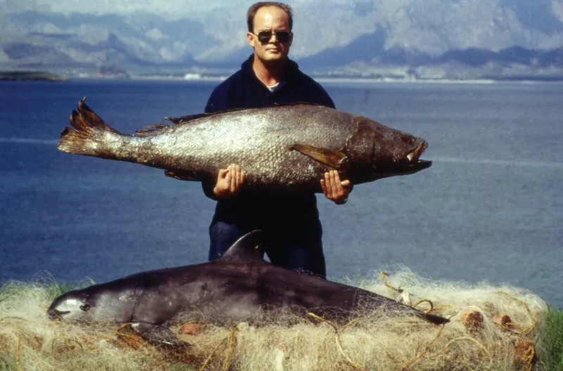 Photo of a man holding totoaba a vaquita caught in a net underneath.