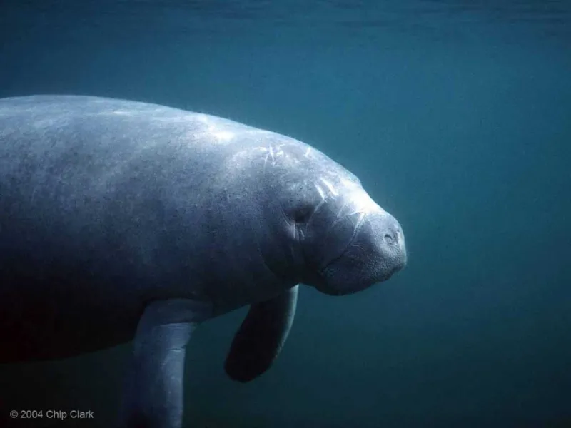 West Indian Manatee