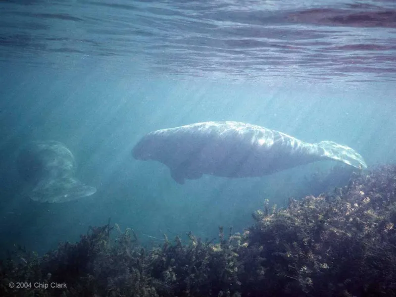 A manatee swimming in shallow waters.