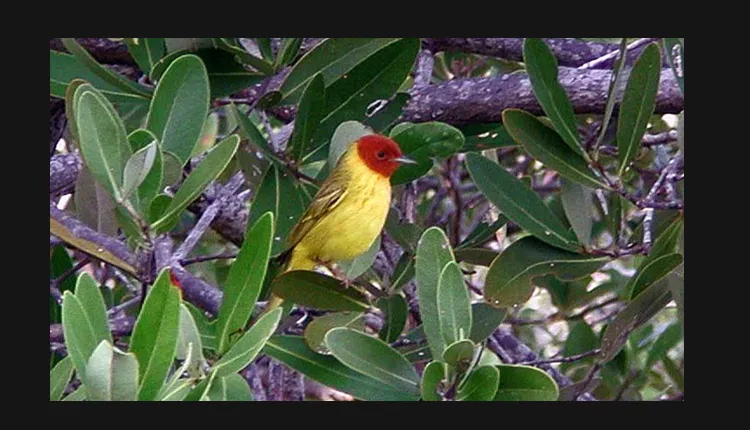 This is the most common songbird in the mangroves of the Caribbean’s Mangal Cay.