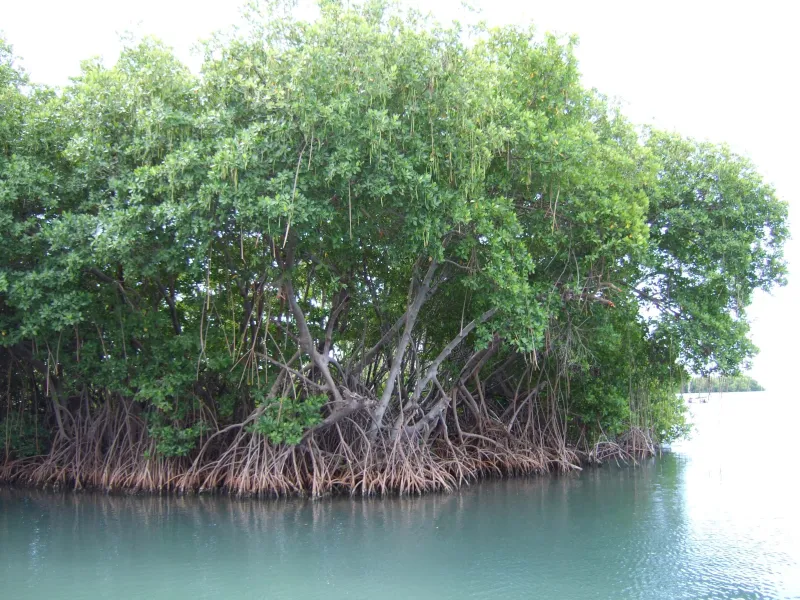 Mangrove roots provide an underwater habitat for many marine species.