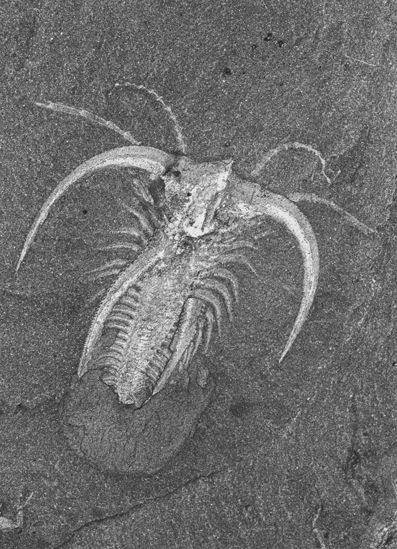 a fossil of an ancient arthropod