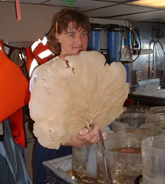  Scientist Martha Nizinski holds a specimen of a fan sponge (Phakellia sp.) collected at a deep-sea coral study site off the coast of South Carolina. 