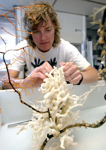 Scientist Martha Nizinski examines a sample of the deep-sea coral Lophelia pertusa, collected 600-m (1,969-ft) deep off the coast of the southeastern United States.
