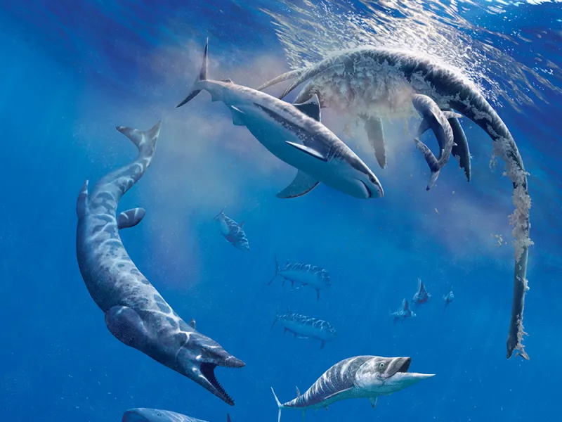 sharks and mosasaurs eat a dead plesiosaur