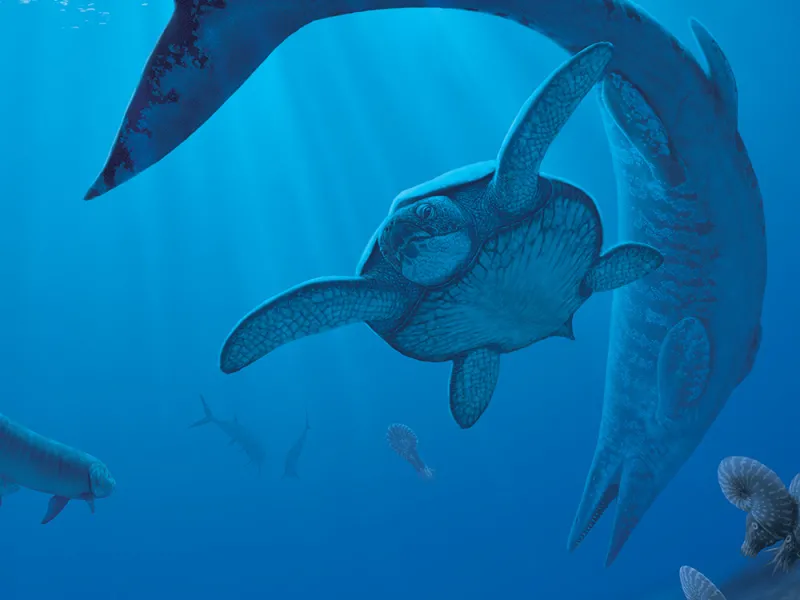 an ancient sea turtle swims with a mosasaur and ancient cephalopods