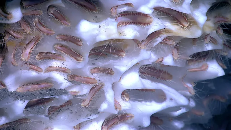 Deep sea worms cover methane ice