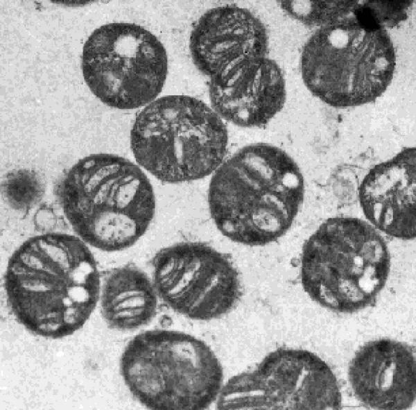 Methane-eating bacteria (also called methanotrophs) helped clean up the Gulf oil spill, such as Methylococcus capsulatus shown here.