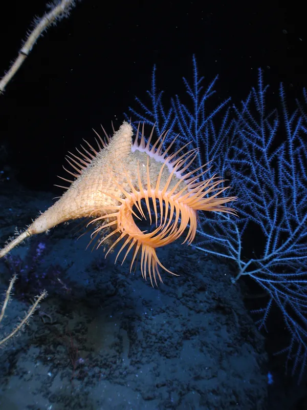 Venus fly-trap anemone in the Gulf of Mexico