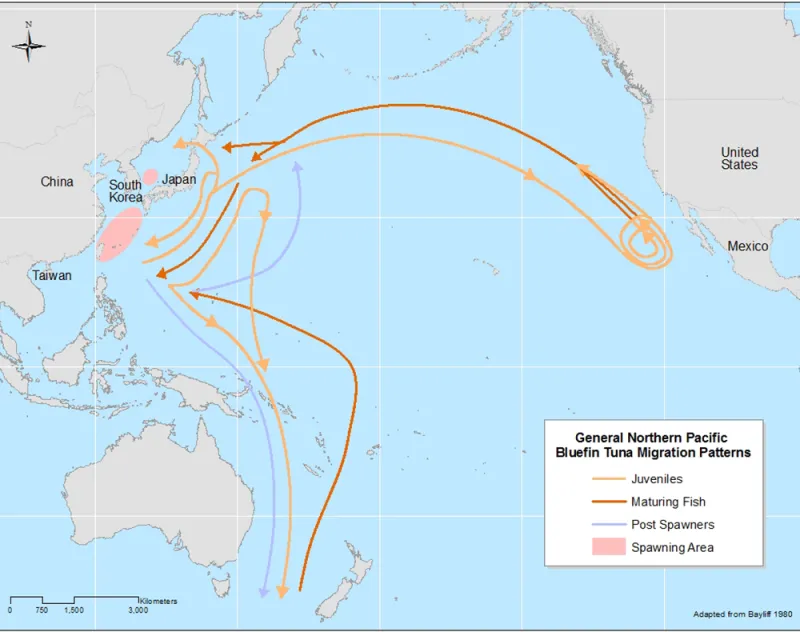 Pacific Bluefin Tuna Migration A map of the Pacific Ocean and the migration routes of the tuna