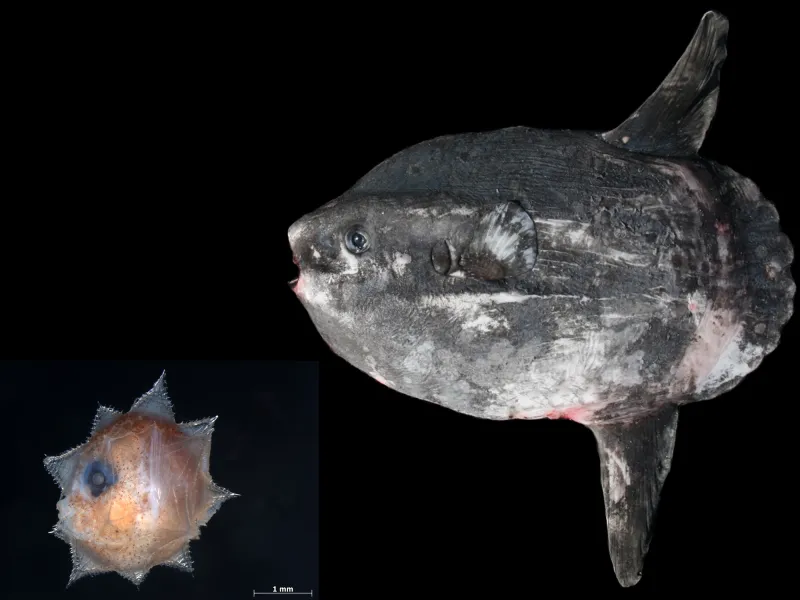 a larval Mola mola next to an adult