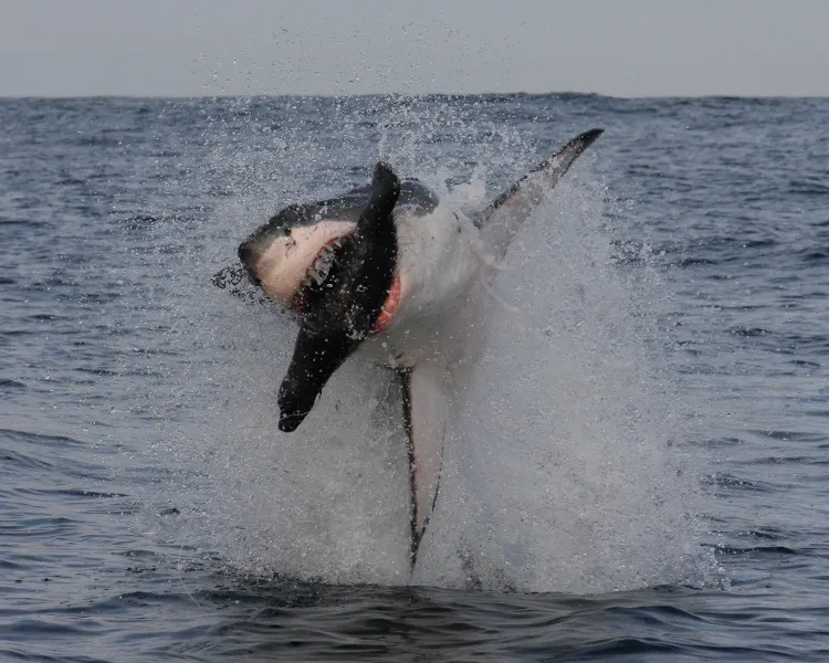 A frame-by-frame view of a Great White Shark breach- frame 1.