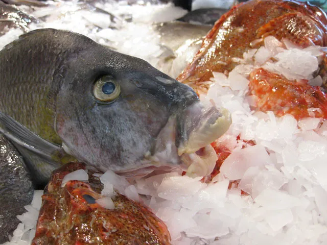 A fish from a deep underwater expedition sits preserved on a bed of ice.