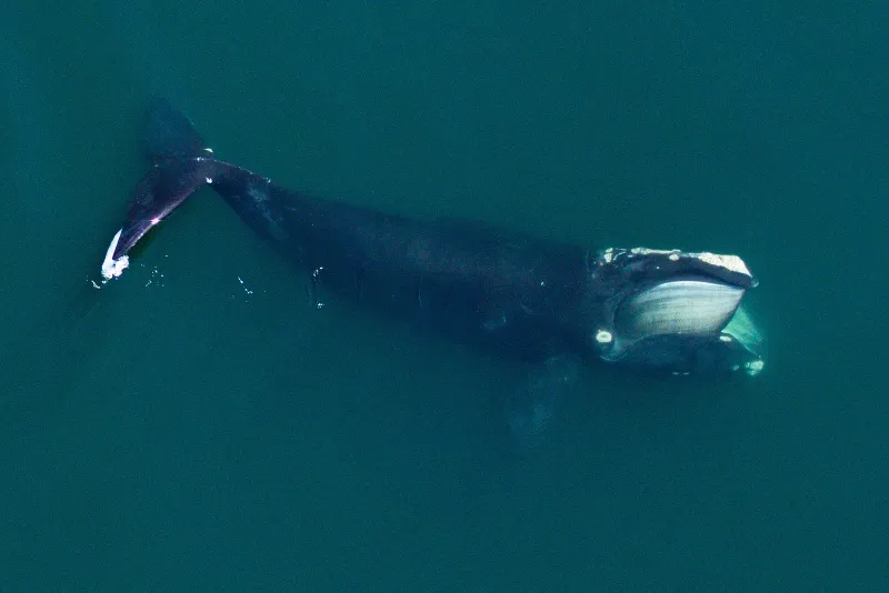 a right whale seen from above
