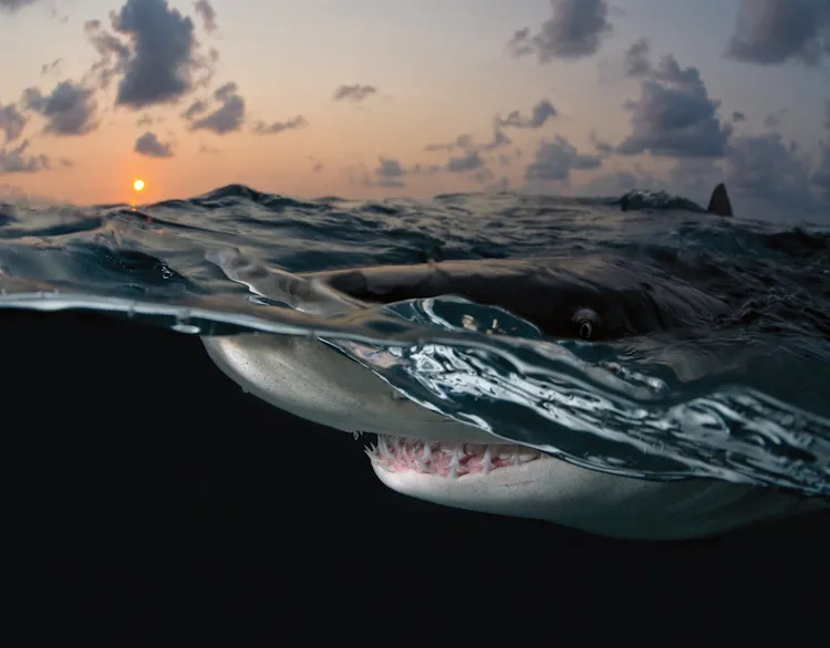 "This particular shark was just as curious as I was, which enabled me to capture such an amazing shot. His eye came just above the surface and stared back at me as if to show me he was watching, while below the surface his mouth opened to reveal his sharp 