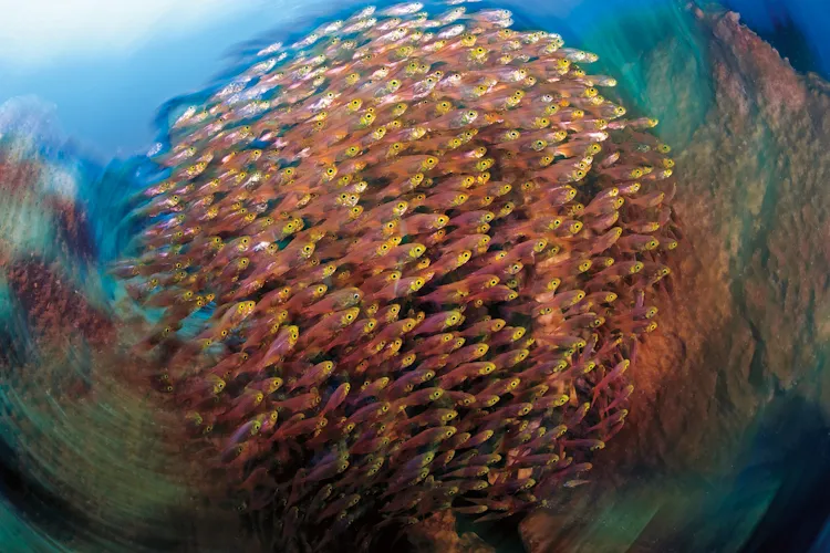 “Golden sweepers form schools in reef crevices and caves and among coral heads. The technique I employed to make this image was a long exposure and rear curtain synchronization combined with a circular rotation of the camera during the shot. Buyat Bay, a