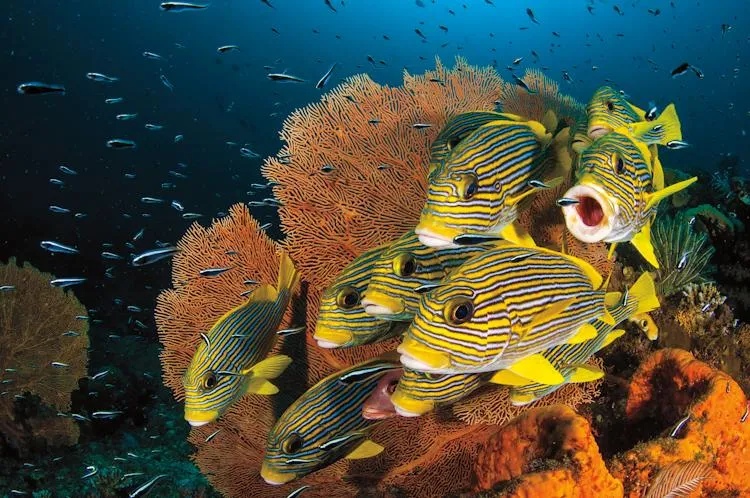 “On an afternoon dive, I spotted a small group of sweetlips in the current among a shoal of juvenile convict blennies. It took me some time to get close to the fish without spooking them. I took several frames but this one was my favorite because of the 