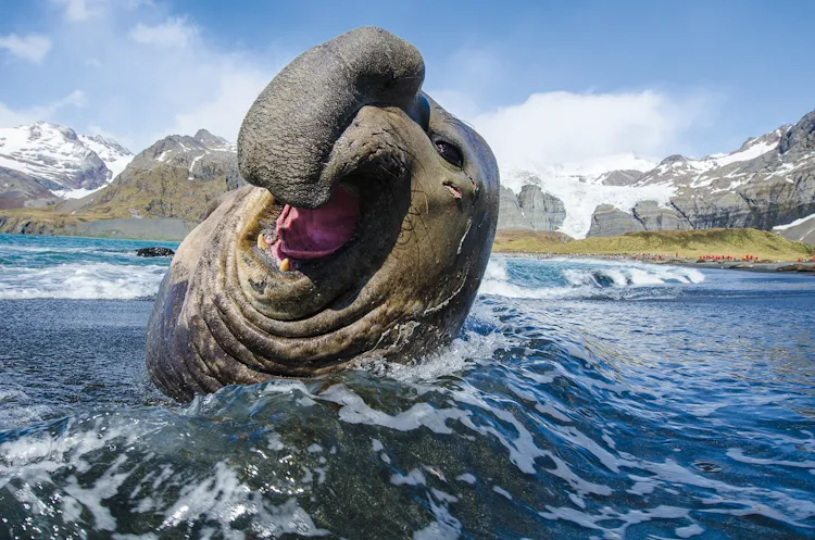 “The southern elephant seal is a truly restrained behemoth. Males can grow to be five times larger than females, up to 5,000 pounds. This elephant seal may look fierce, but he was simply yawning over and over in the wave-wash. This allowed me to try mult