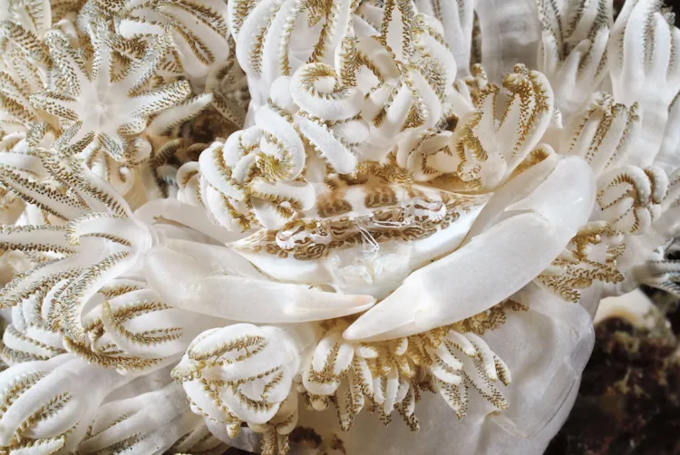 A white crab hides among coral polyps of the same color. 