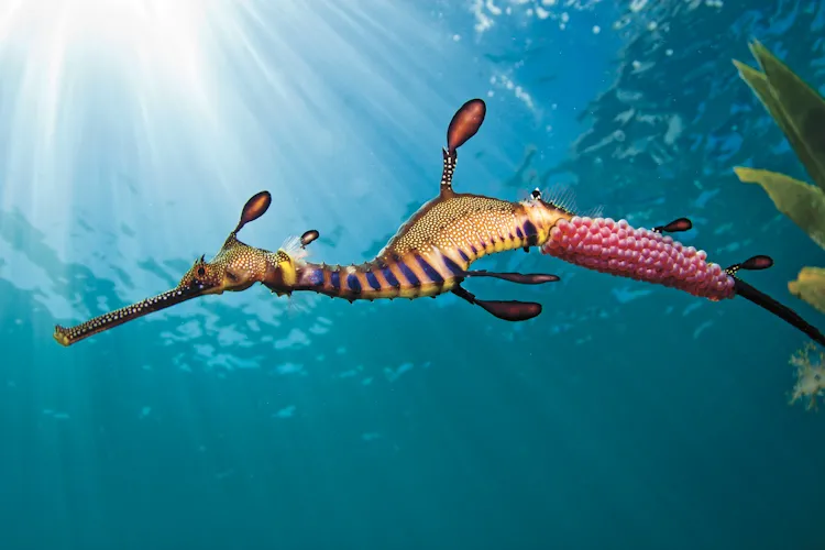 “The male weedy seadragon is entrusted with the pink, fertilized eggs once mating has been completed. It is his task to incubate them until their hatching, approximately eight weeks later. The day this photo was taken, the weather and conditions were unu