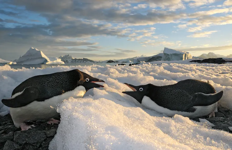 Adélie Penguins Face Off Two Adélie penguins face each other while lying on ice.